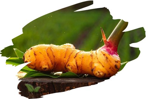 What Is Galangal?
