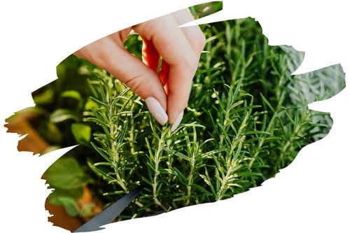 Can I grow herbs year-round?