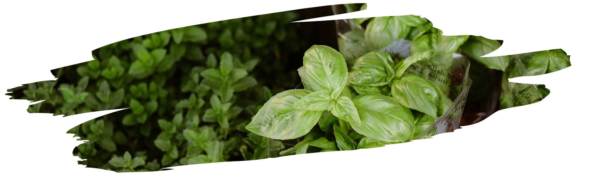 Which herbs are easiest to grow indoors?