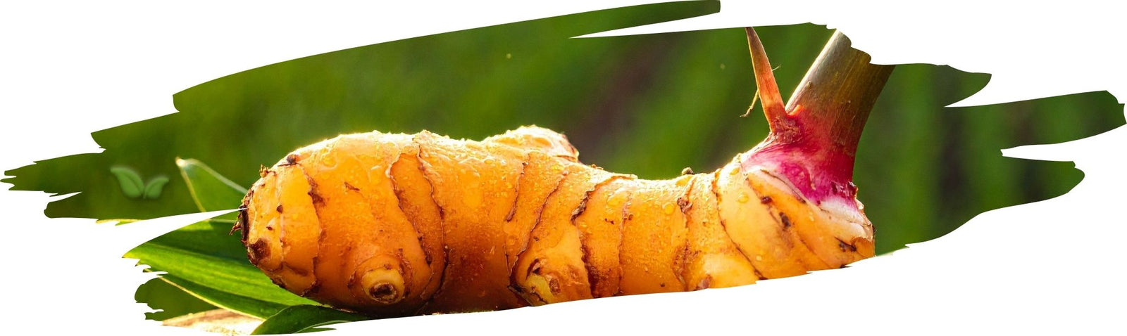 Galangal: A Thai Staple and Its Differences from Ginger