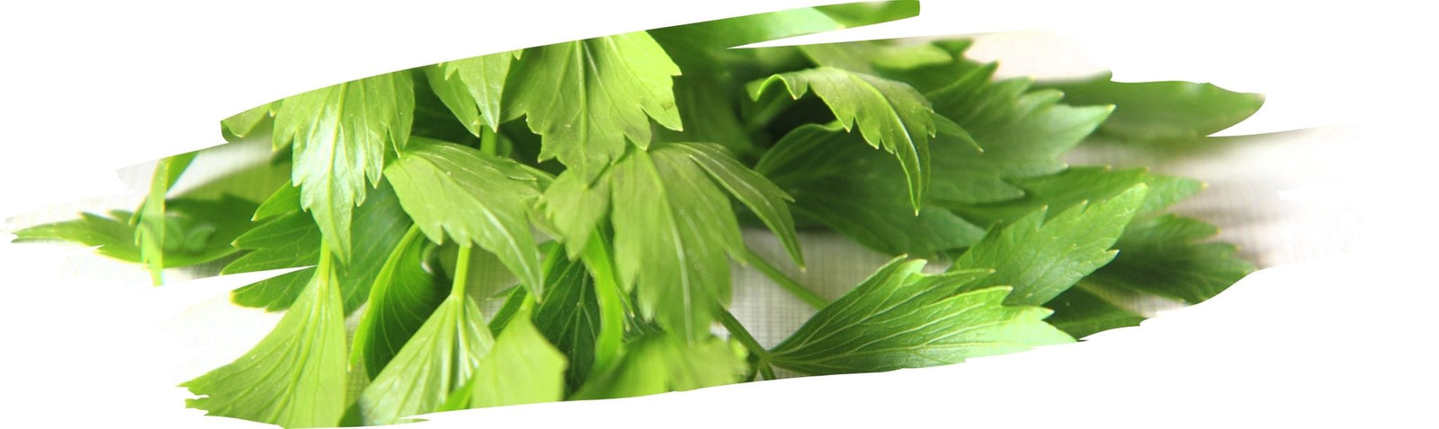 What does lovage taste like?