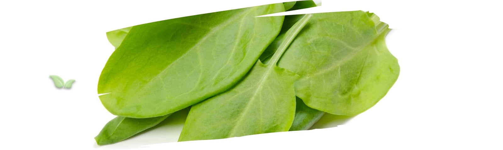 Can sorrel be eaten raw?