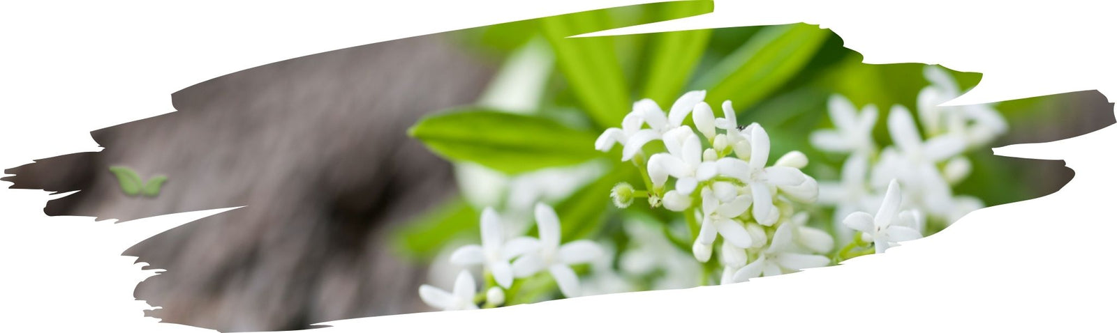 What does woodruff taste like?