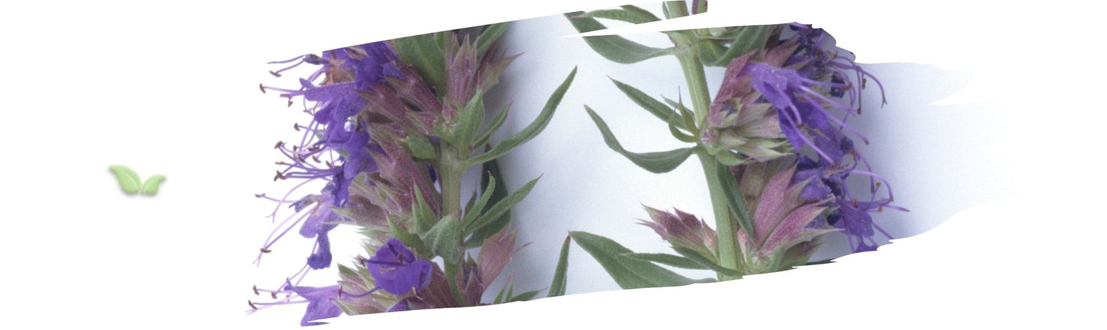 How do you use hyssop in cooking?