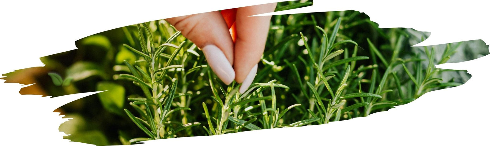 Herb Gardens for Beginners: Growing Your Own Seasonings