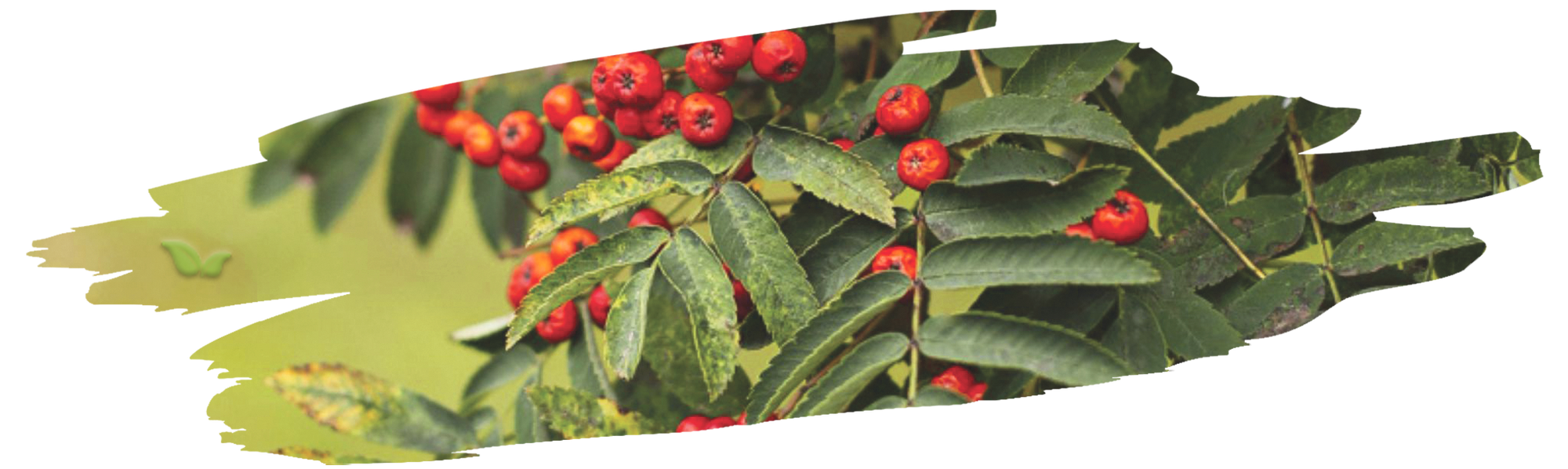close-up of allspice fruit cluster demonstrating source of aromatic seasoning