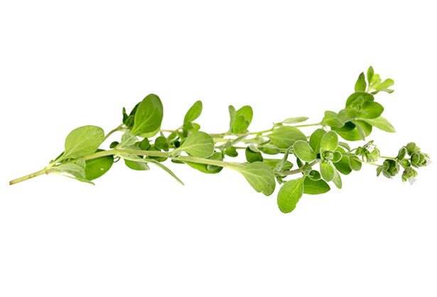 Oregano - iSpice You