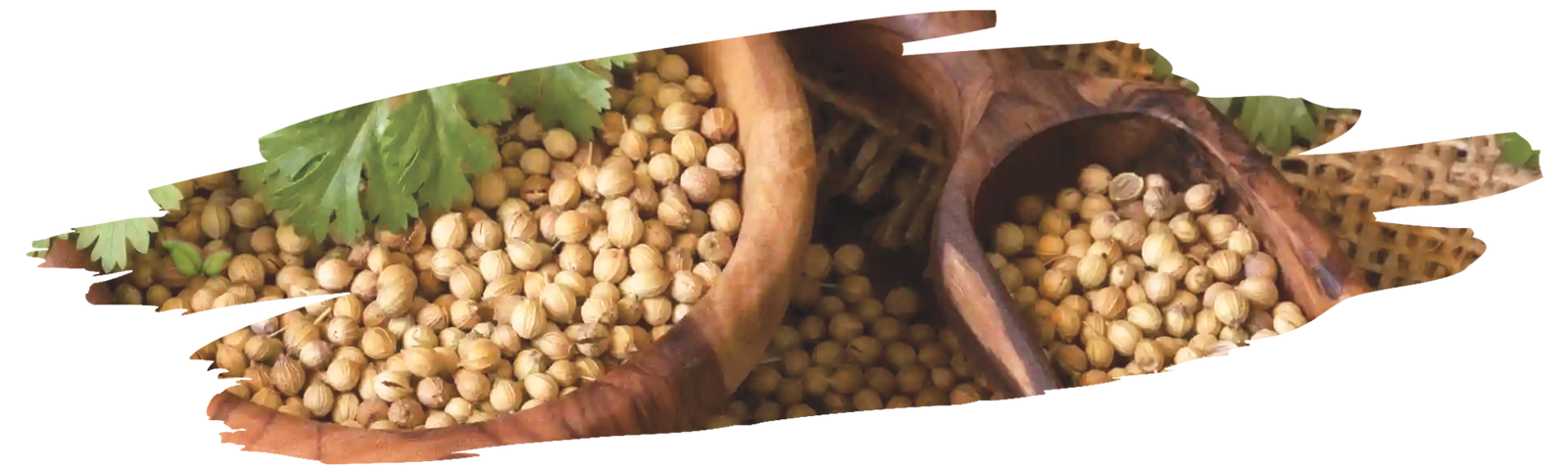 fresh coriander leaves beside seeds demonstrating versatile herb and spice