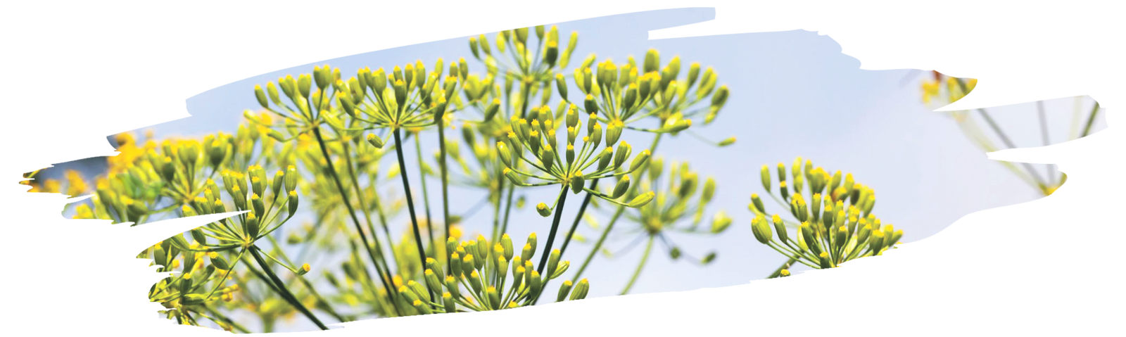 jar of dill seeds releasing aroma demonstrating distinct fragrance
