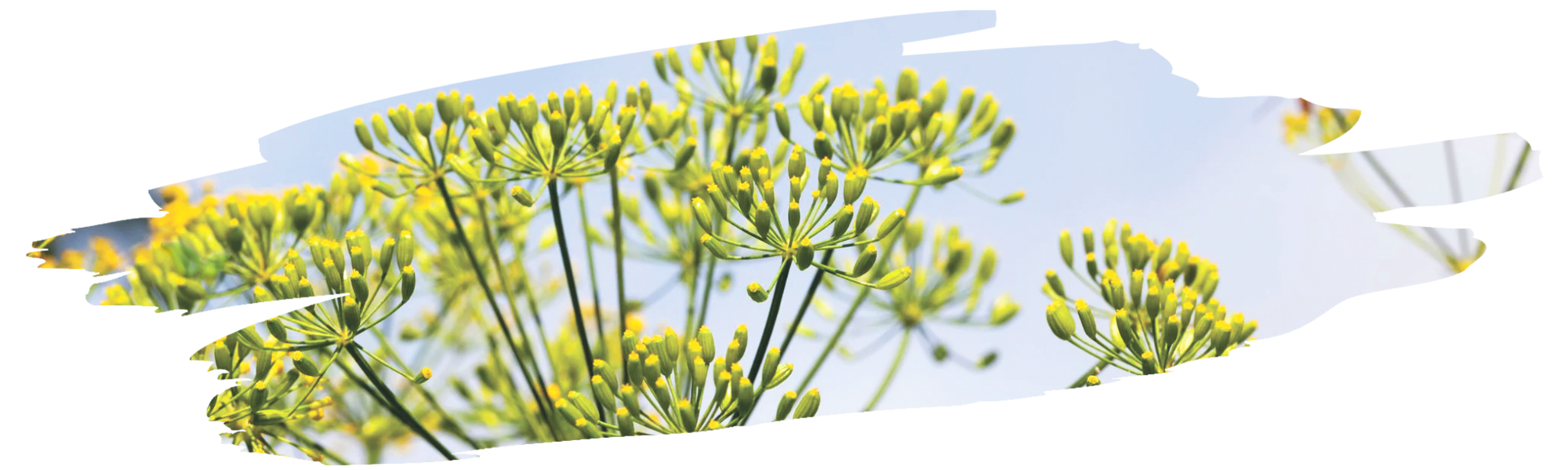 jar of dill seeds releasing aroma demonstrating distinct fragrance