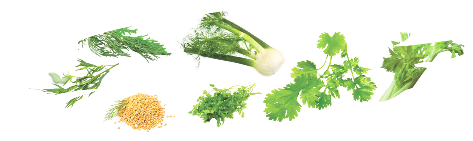 chef comparing spices like caraway and fennel as dill seed substitutes