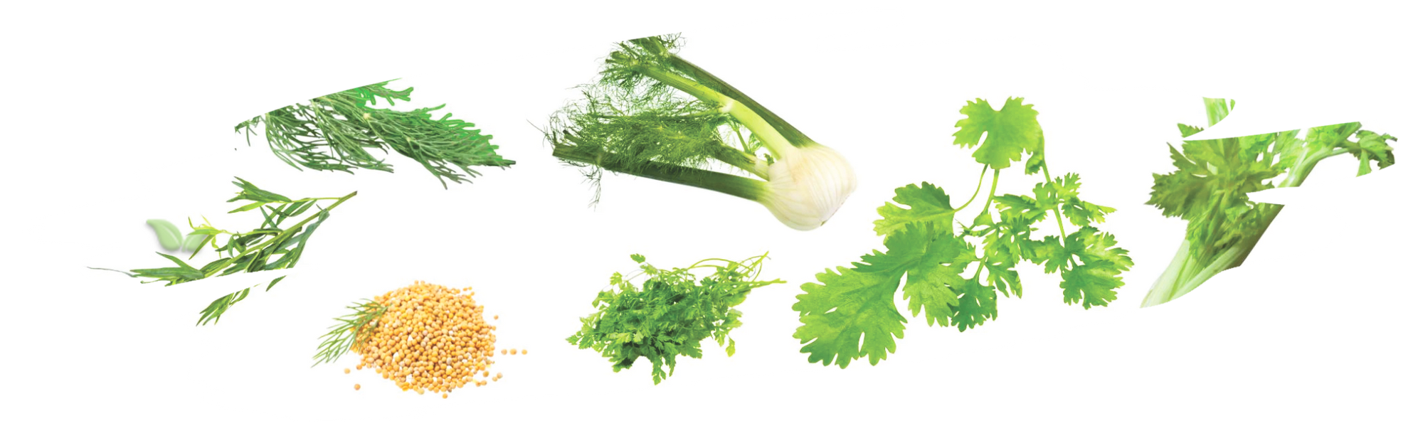 chef comparing spices like caraway and fennel as dill seed substitutes
