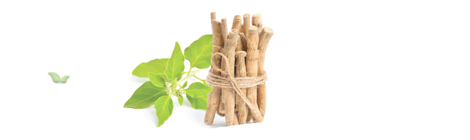 ashwagandha plant demonstrating origin and traditional herbal use
