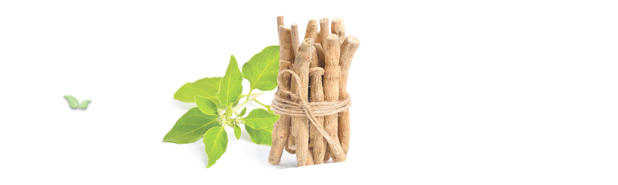 ashwagandha plant demonstrating origin and traditional herbal use