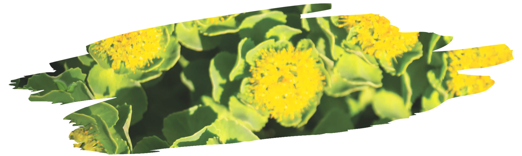 rhodiola plant growing in cold mountain soil demonstrating natural habitat