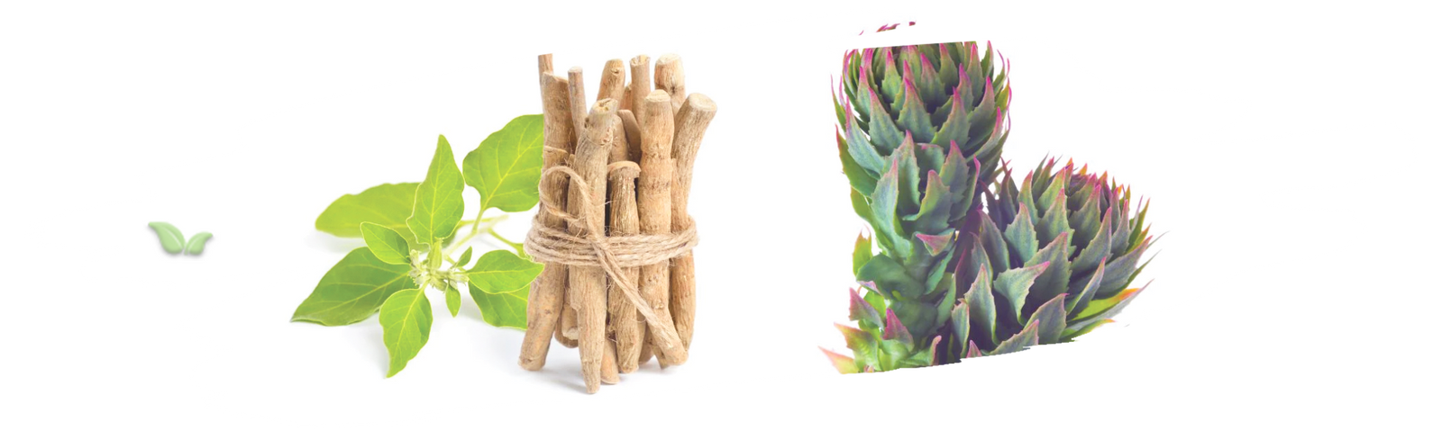 comparison of adaptogenic herbs demonstrating differences in natural origins