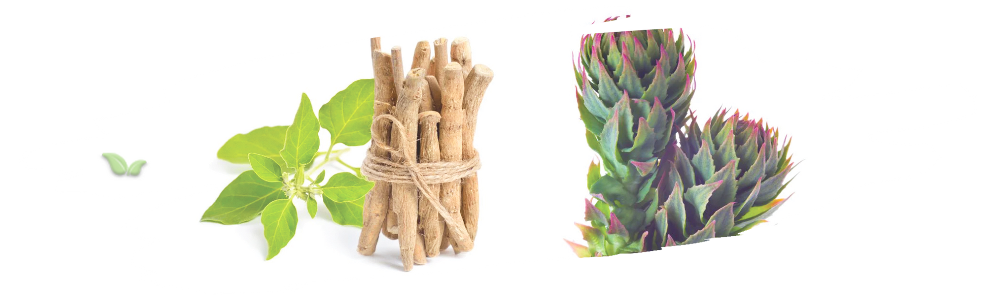 comparison of adaptogenic herbs demonstrating differences in natural origins