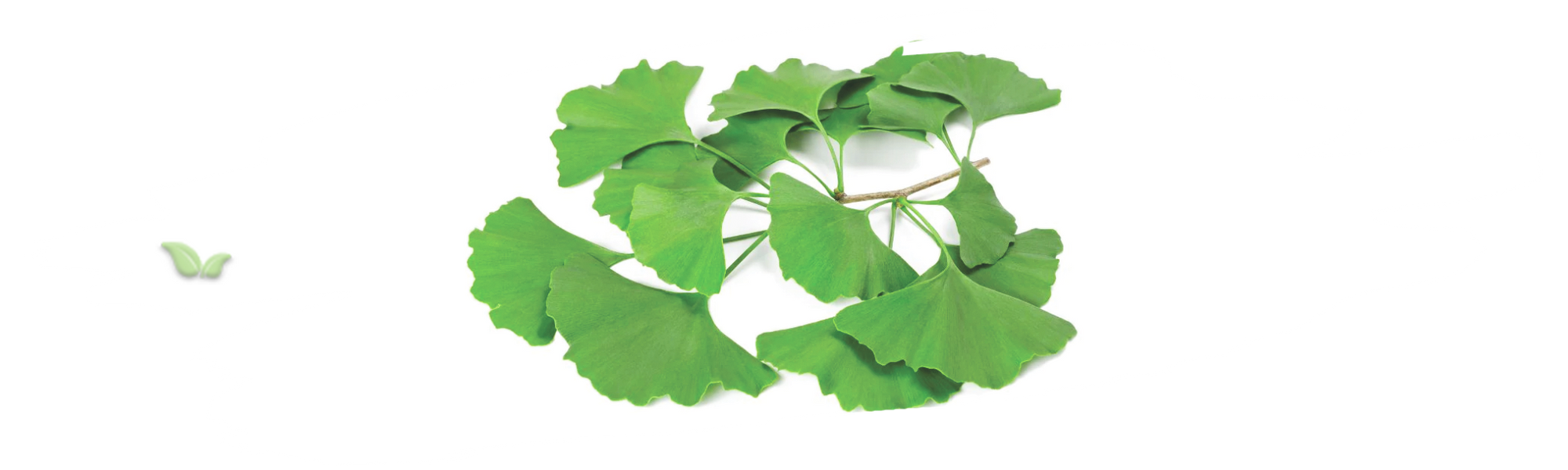 ginkgo biloba tree demonstrating natural and medicinal importance