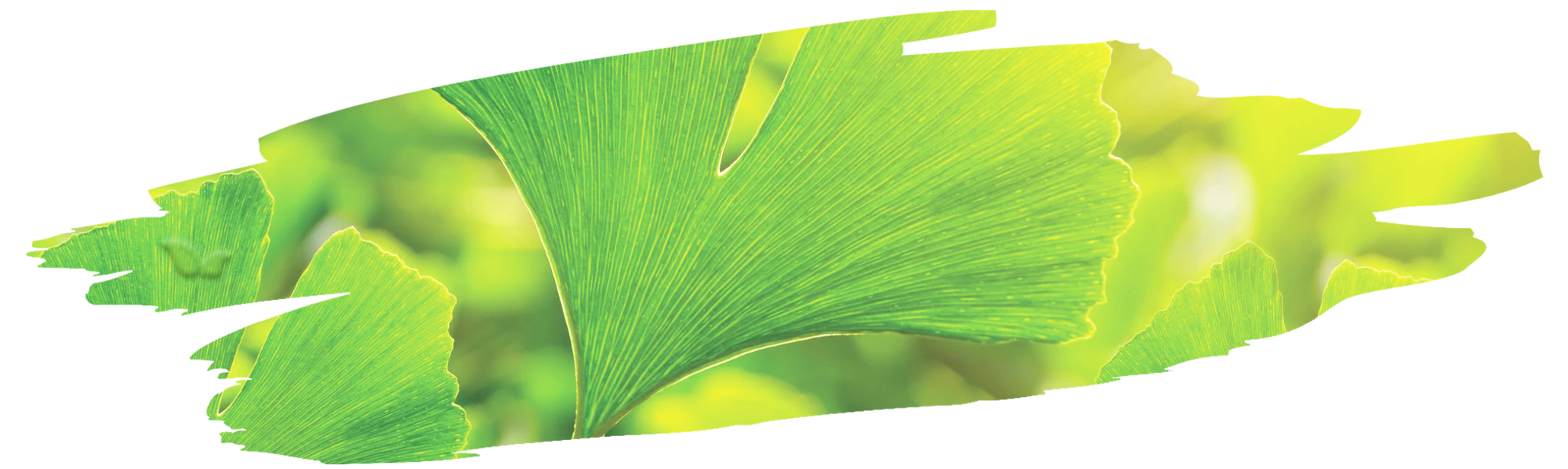close up of ginkgo leaves demonstrating historic and botanical heritage