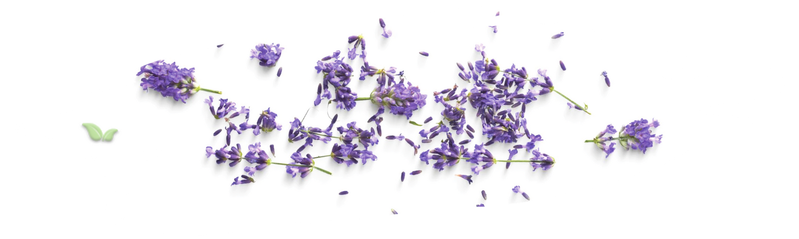 lavender fields in europe demonstrating traditional cultivation heritage