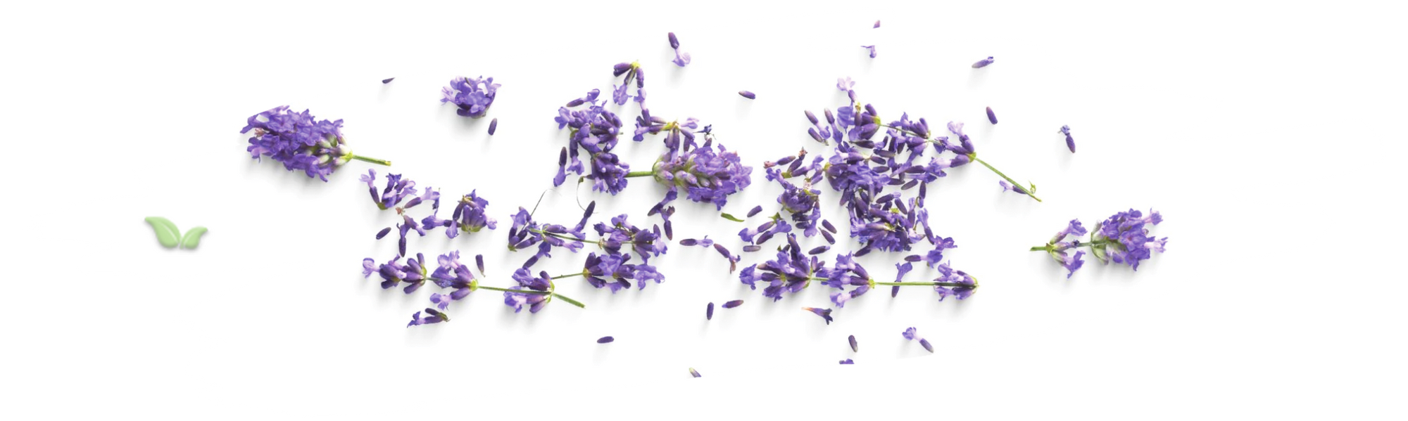 lavender fields in europe demonstrating traditional cultivation heritage