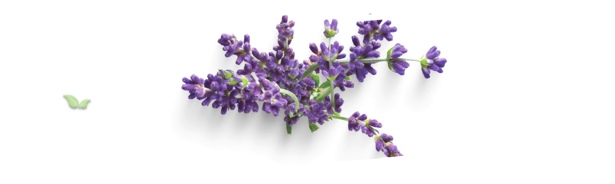 lavender fields from different regions demonstrating global cultivation