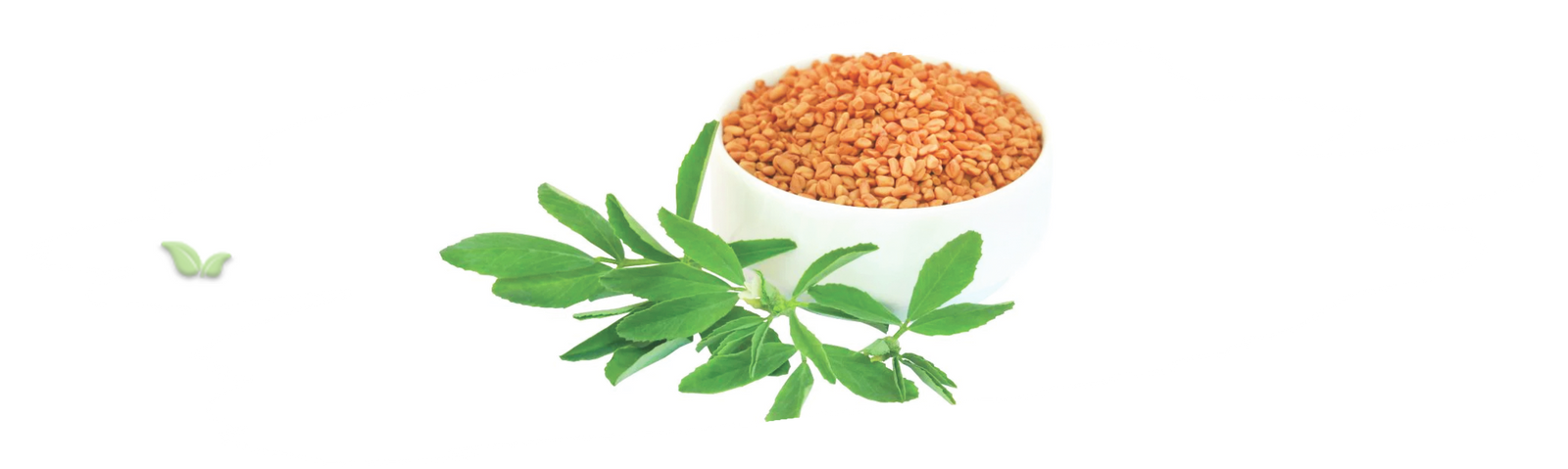fenugreek plant with green leaves demonstrating natural culinary source
