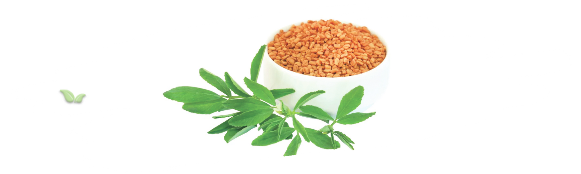 fenugreek plant with green leaves demonstrating natural culinary source