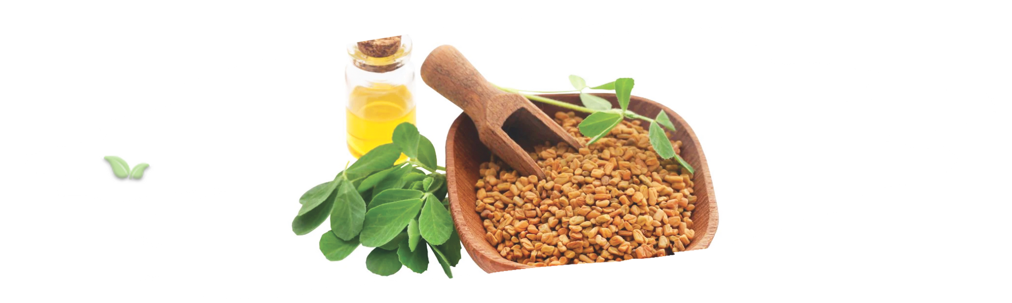 gardener planting fenugreek seeds demonstrating easy home cultivation