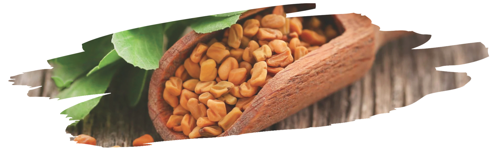 comparison of fenugreek parts demonstrating flavor strength and cooking uses