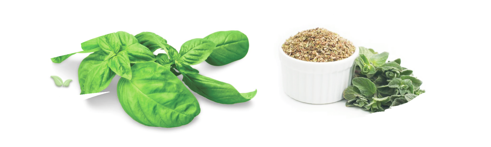 comparison of herbs demonstrating distinct mediterranean flavors