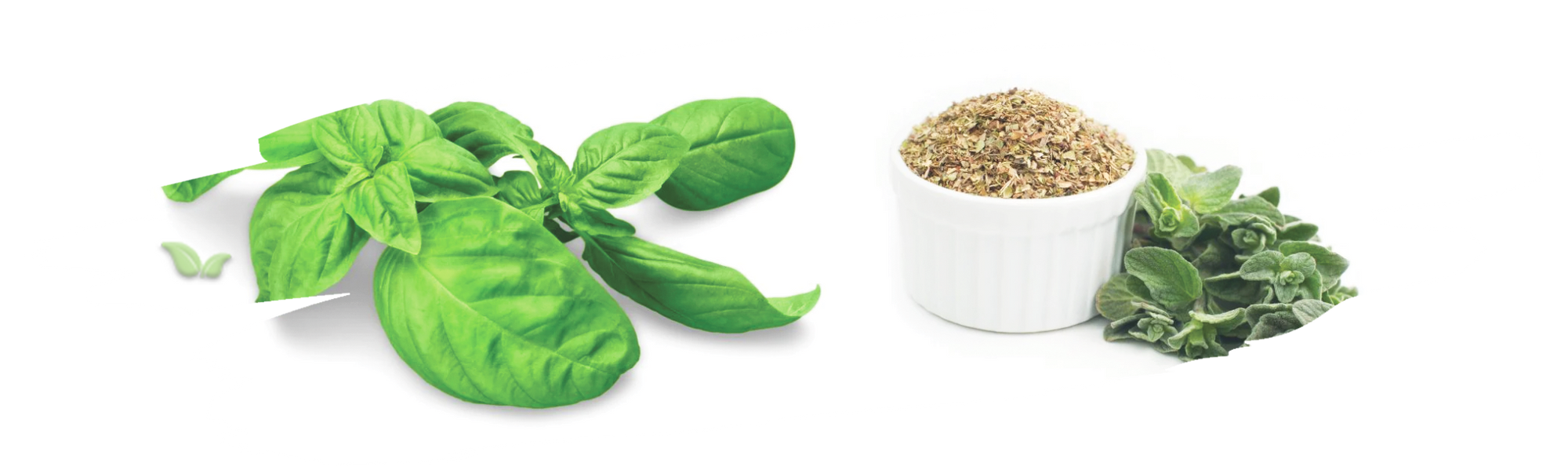 comparison of herbs demonstrating distinct mediterranean flavors