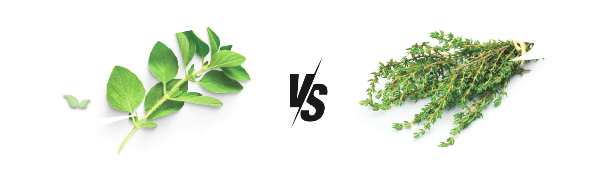comparison of oregano and thyme demonstrating seasoning versatility