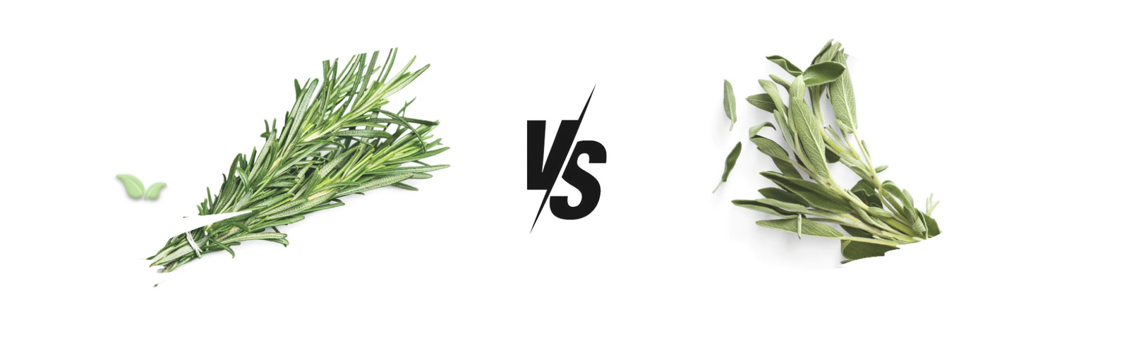 comparison of rosemary and sage highlighting aroma and culinary uses