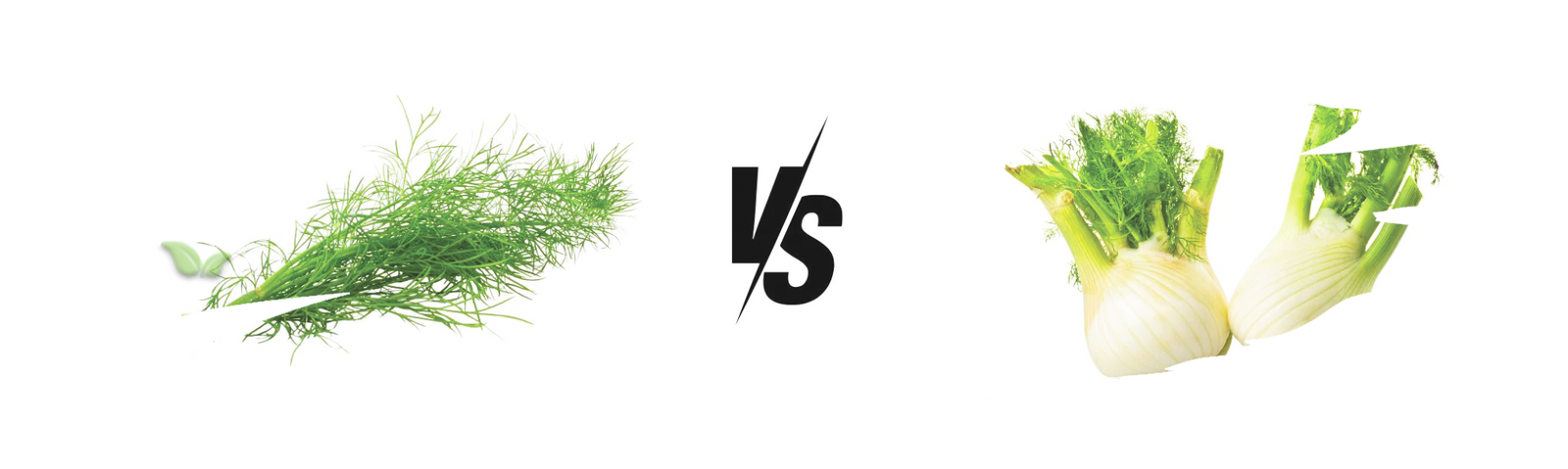 comparison of dill and fennel demonstrating flavor and cooking applications