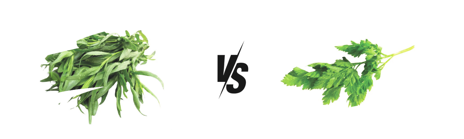 comparison of herbs demonstrating subtle flavor differences in french cuisine