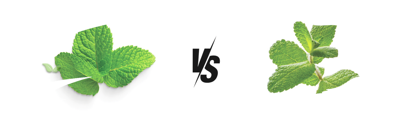 comparison of mint varieties demonstrating cooling flavor intensity