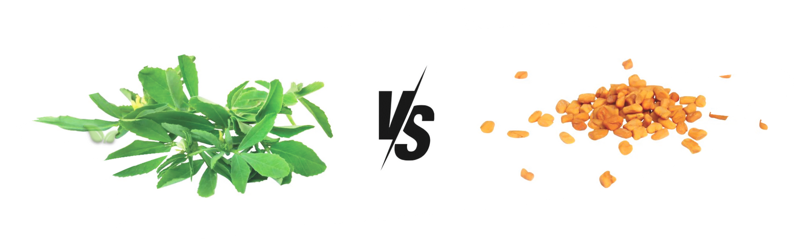 comparison of fenugreek parts demonstrating culinary and medicinal uses