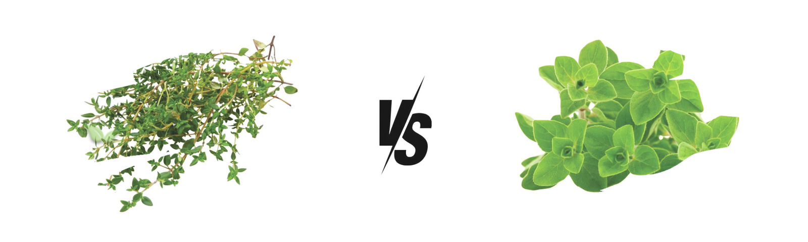 comparison of herbs demonstrating aroma and seasoning versatility