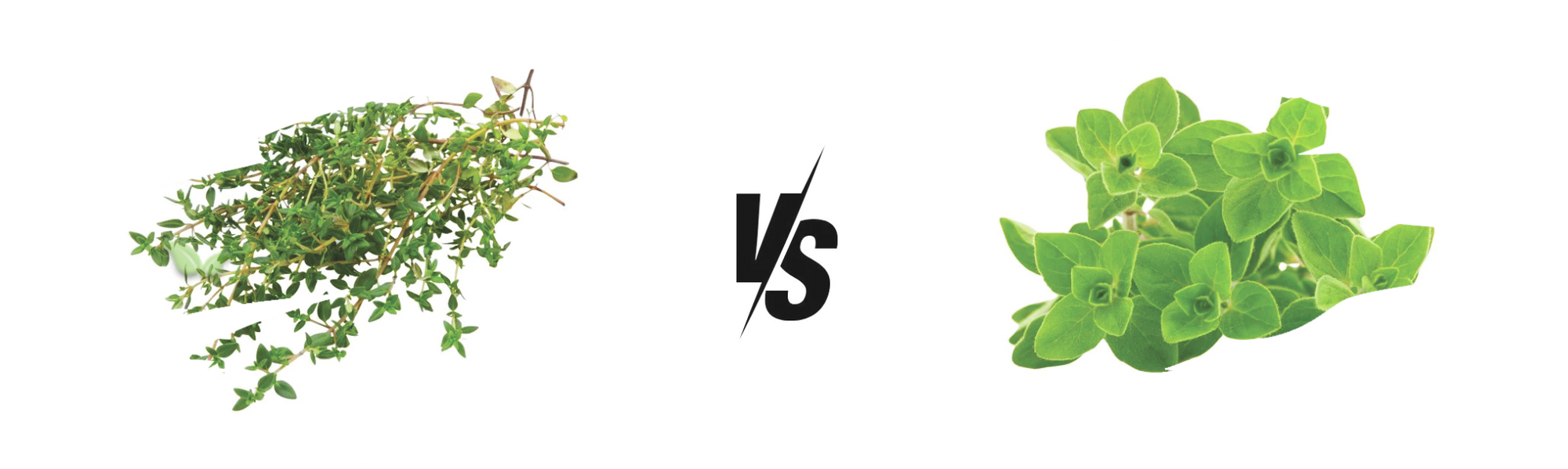 comparison of herbs demonstrating aroma and seasoning versatility