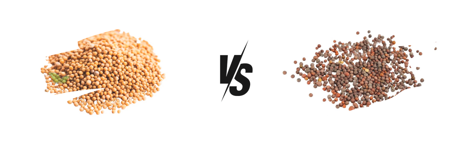 comparison of mustard seeds demonstrating flavor intensity differences