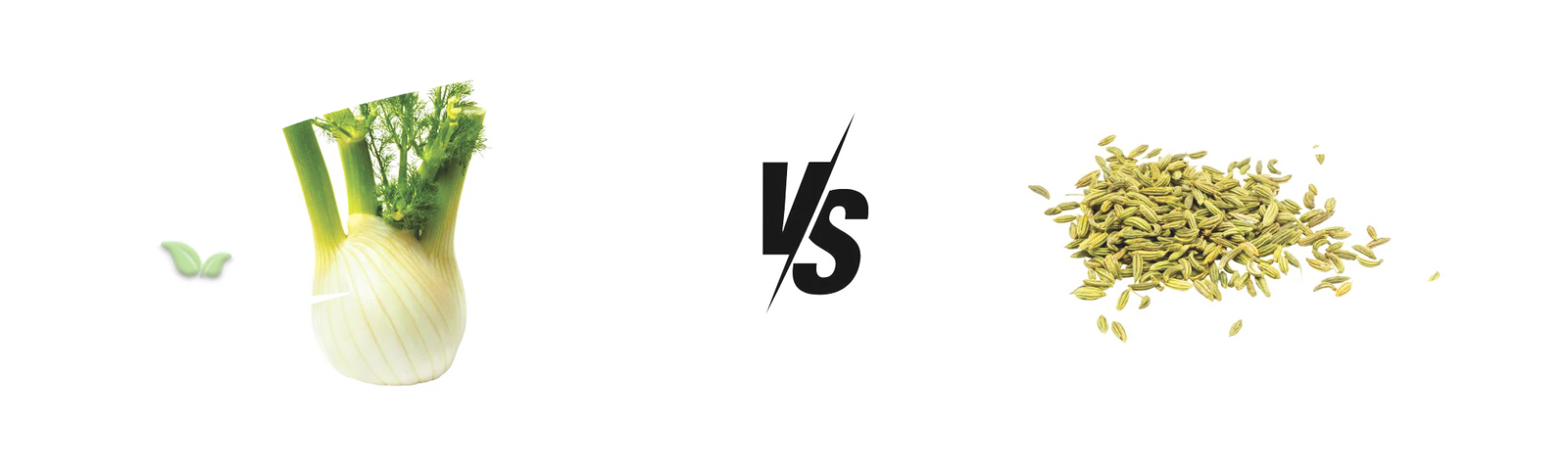 comparison of fennel forms demonstrating fresh vs aromatic spice flavors
