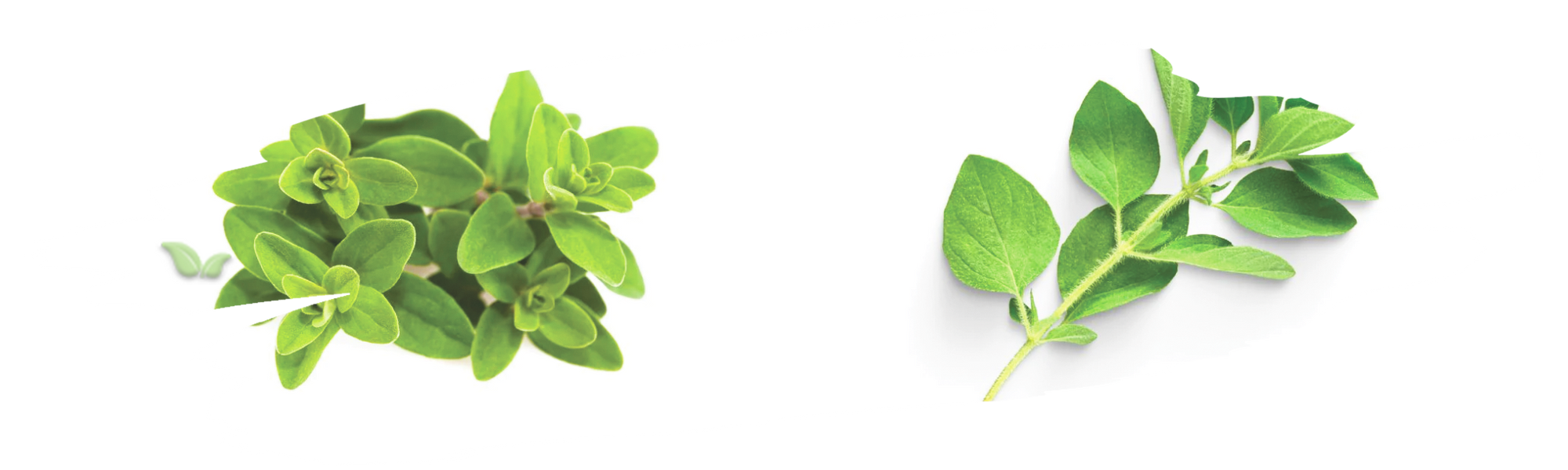 comparison of marjoram and oregano demonstrating subtle flavor variations