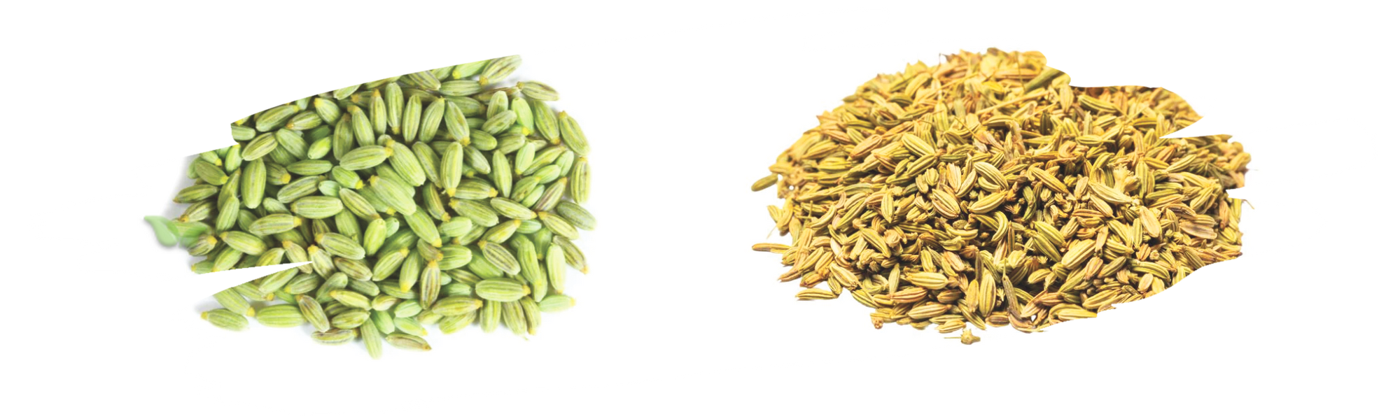 comparison of aniseed and fennel seeds demonstrating aroma and flavor contrast