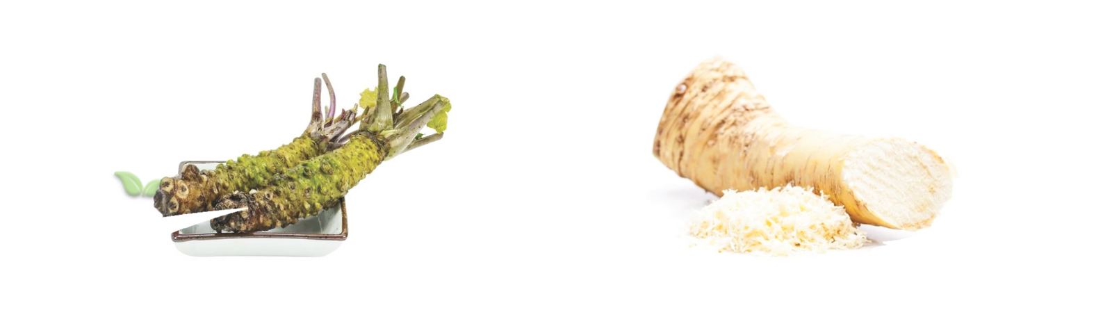 comparison of wasabi and horseradish demonstrating heat and flavor difference
