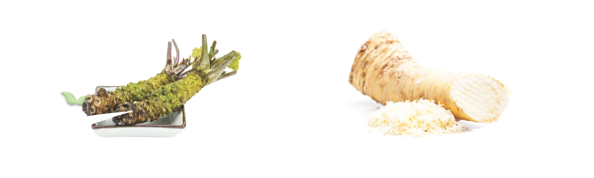 comparison of wasabi and horseradish demonstrating heat and flavor difference