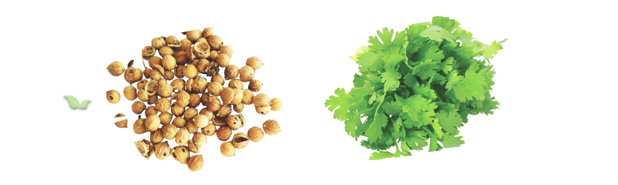 comparison of coriander parts demonstrating distinct flavors and uses