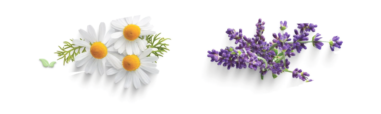 comparison of herbs demonstrating aroma and tea infusion differences