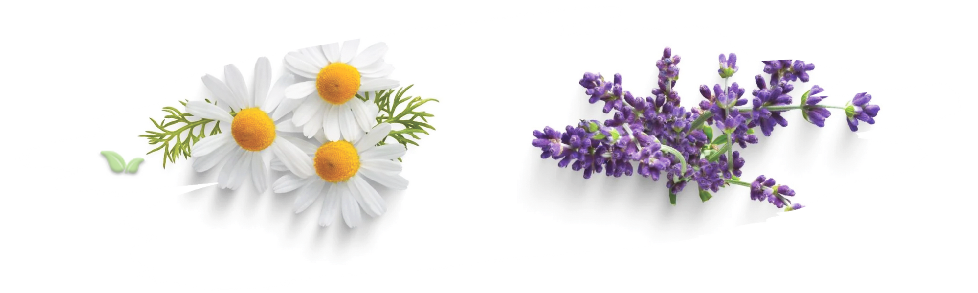 comparison of herbs demonstrating aroma and tea infusion differences