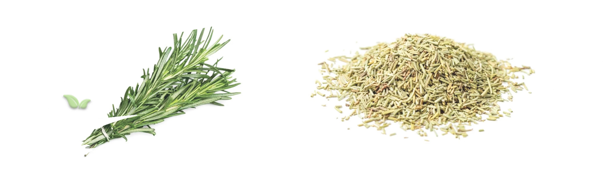 comparison of rosemary forms demonstrating flavor intensity differences